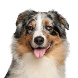 オーストラリアンシェパード