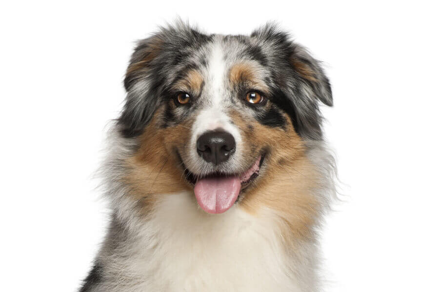 オーストラリアンシェパードってどんな犬 歴史 性格 飼い方について わんこラボ