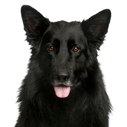 ベルジアンシェパードグローネンダール