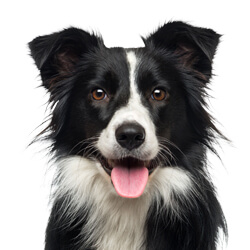 ボーダーコリー