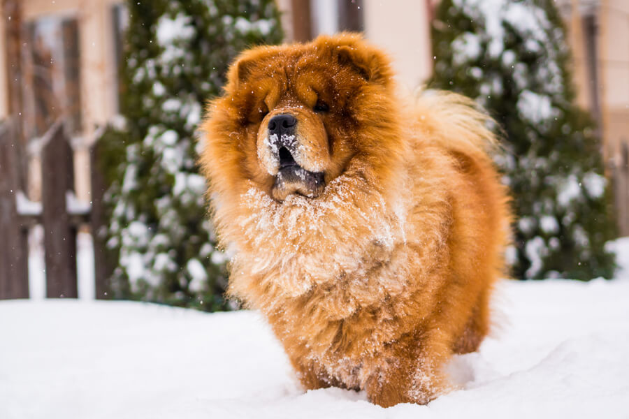 チャウチャウの性格や特徴 誕生の歴史とは チャウチャウの飼い方徹底ガイド わんこラボ