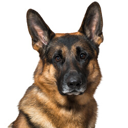 ジャーマンシェパードドッグ