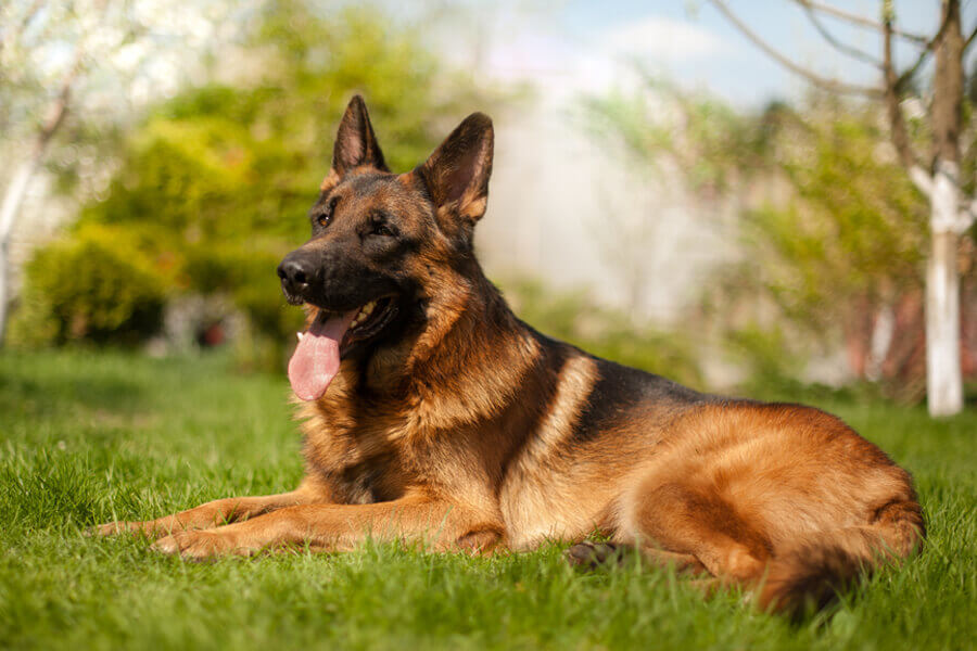 ジャーマンシェパードってどんな犬？歴史・性格・飼い方について｜わんこラボ