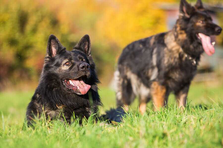 ジャーマンシェパードってどんな犬？歴史・性格・飼い方について｜わんこラボ