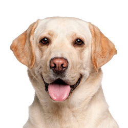 ラブラドールレトリバー