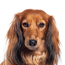 ミニチュアダックスフンド