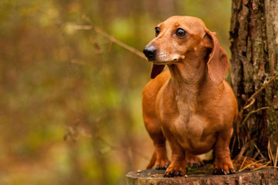 ミニチュアダックスフンドってどんな犬 歴史 性格 飼い方について わんこラボ