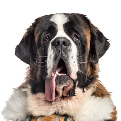 セントバーナード