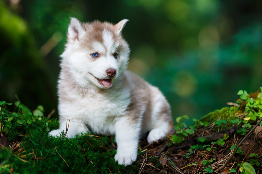 シベリアンハスキーってどんな犬 歴史 性格 飼い方について わんこラボ