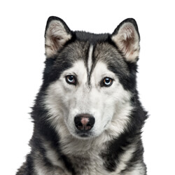 シベリアンハスキー