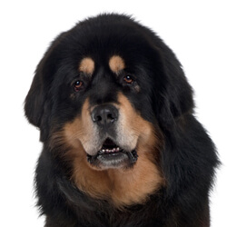 チベタンマスティフ