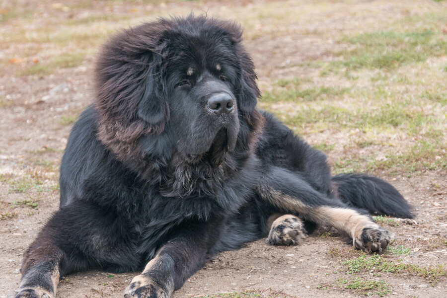 チベタンマスティフの性格や特徴 誕生の歴史とは チベタンマスティフの飼い方徹底ガイド わんこラボ