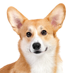 ウェルシュコーギーペンブローク