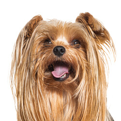 ヨークシャーテリア