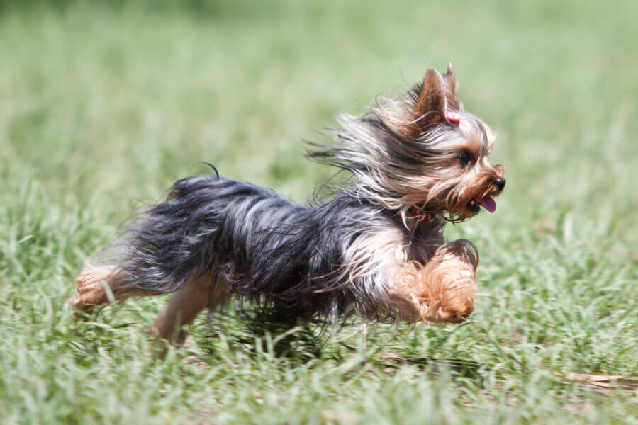 ヨークシャーテリアってどんな犬 歴史 性格 飼い方について わんこラボ