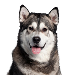 アラスカンマラミュート