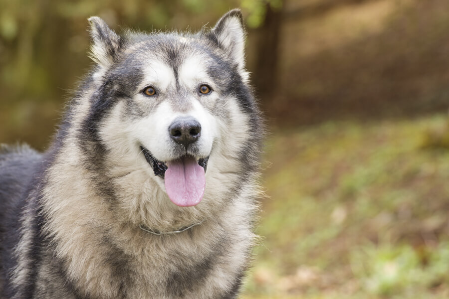 アラスカンマラミュートってどんな犬？歴史・性格・飼い方について｜わんこラボ