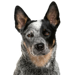 オーストラリアンキャトルドッグ