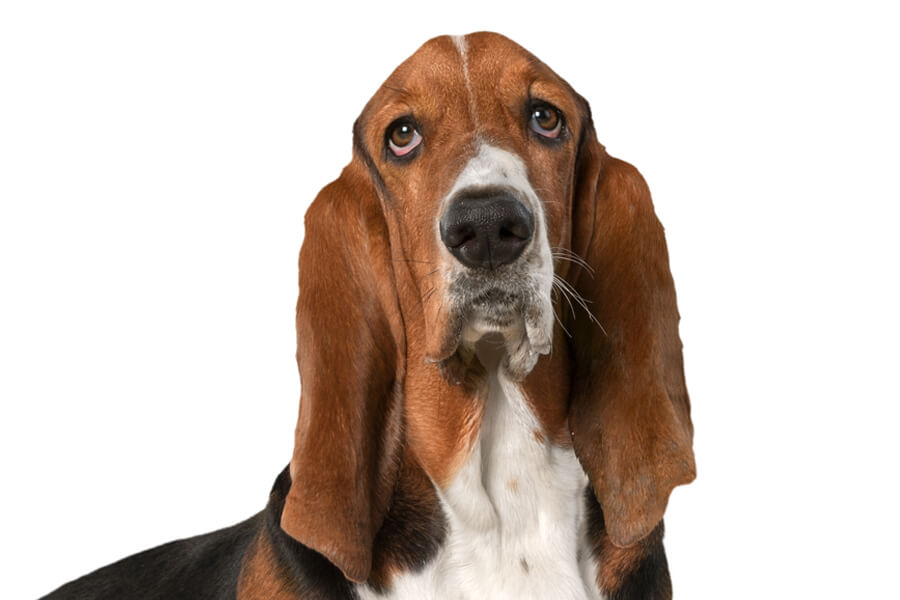 バセットハウンドってどんな犬？歴史・性格・飼い方について | わんこラボ®