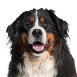 バーニーズマウンテンドッグ