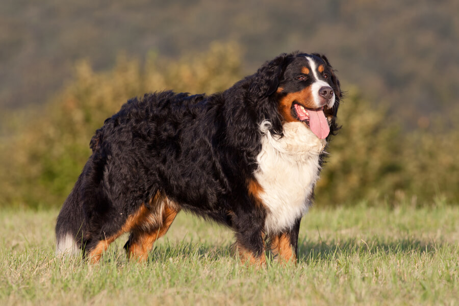 バーニーズマウンテンドッグってどんな犬？歴史・性格・飼い方について｜わんこラボ