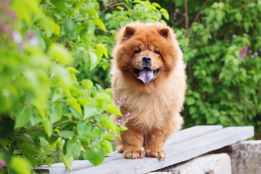 チャウチャウってどんな犬？歴史・性格・飼い方について｜わんこラボ