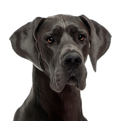 グレートデーン