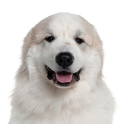 グレートピレニーズ