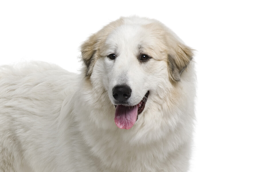 グレートピレニーズってどんな犬 歴史 性格 飼い方について わんこラボ