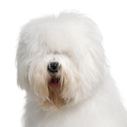 オールドイングリッシュシープドッグ