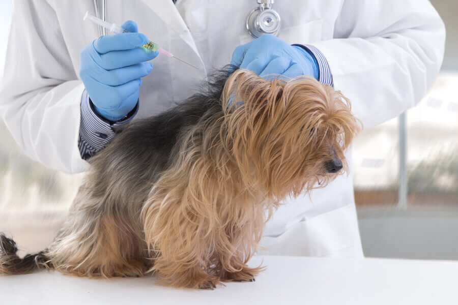 犬の混合ワクチン接種ガイド！種類や予防できる病気について