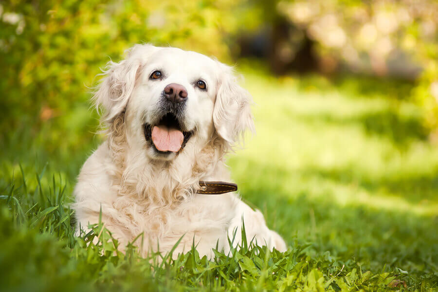 犬のよだれはストレスや病気が原因 症状や対処法とは わんこラボ