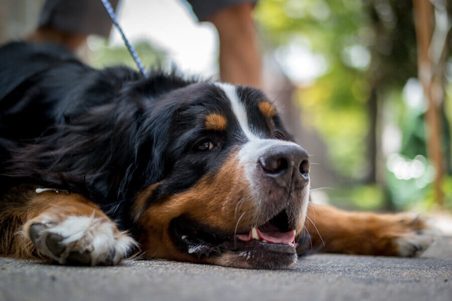 犬のよだれはストレスや病気が原因 症状や対処法とは わんこラボ