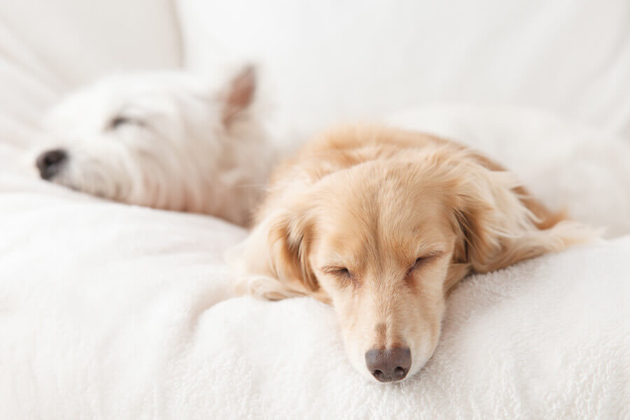 犬がいびきをかく6つの理由と対処法 かきやすい犬種について わんこラボ