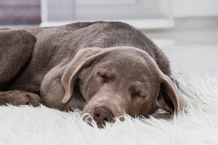 犬がいびきをかく6つの理由と対処法 かきやすい犬種について わんこラボ