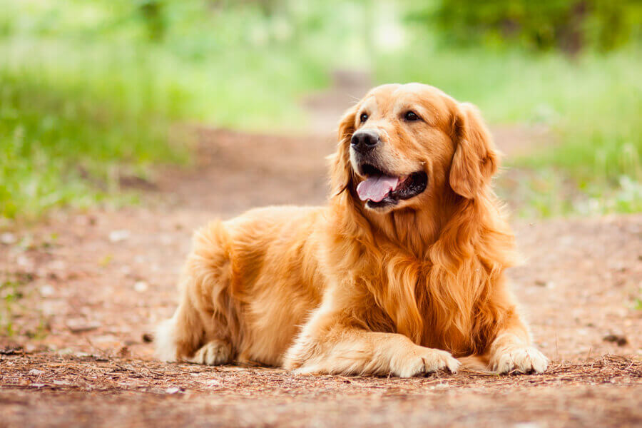 愛犬の年齢は人間に置き換えるといくつ 年齢の計算式と早見表 わんこラボ