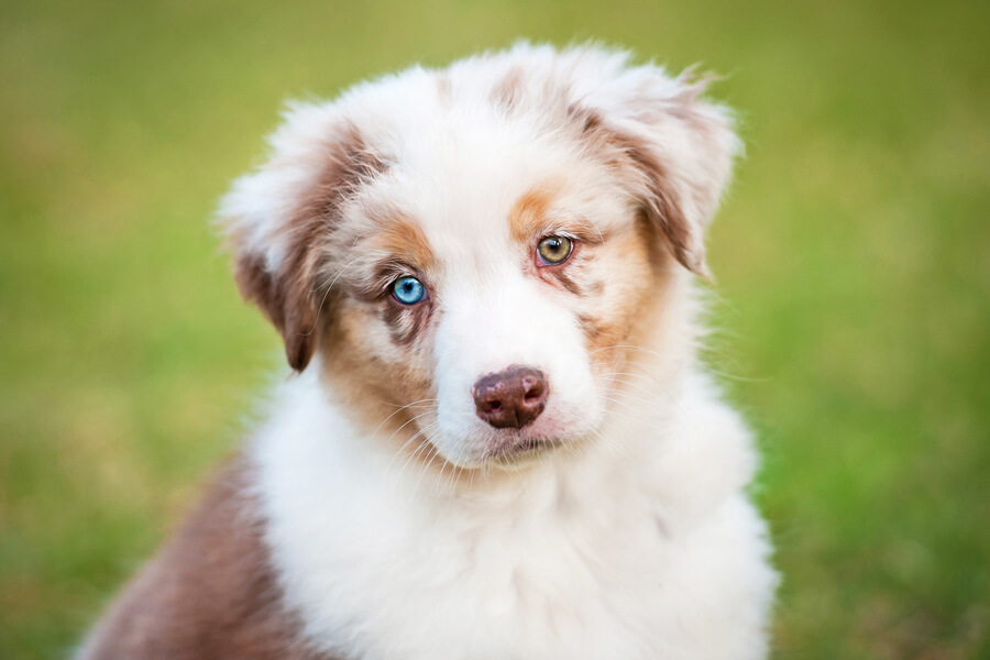 犬の目の色や形はどんな種類がある？犬種やオッドアイについてもご紹介