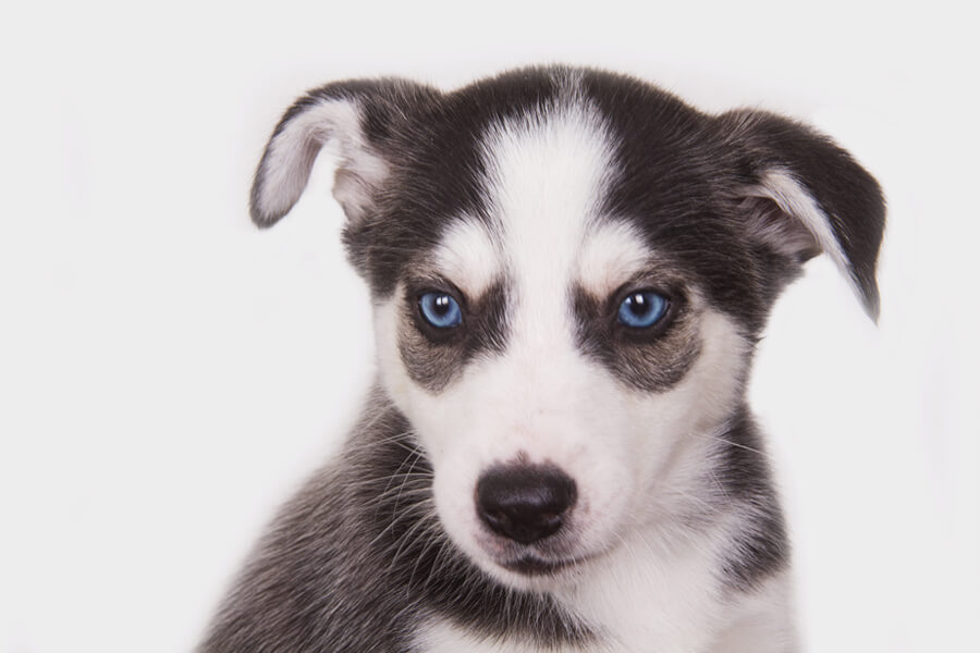 犬の目のカラーバリエーションは7種類