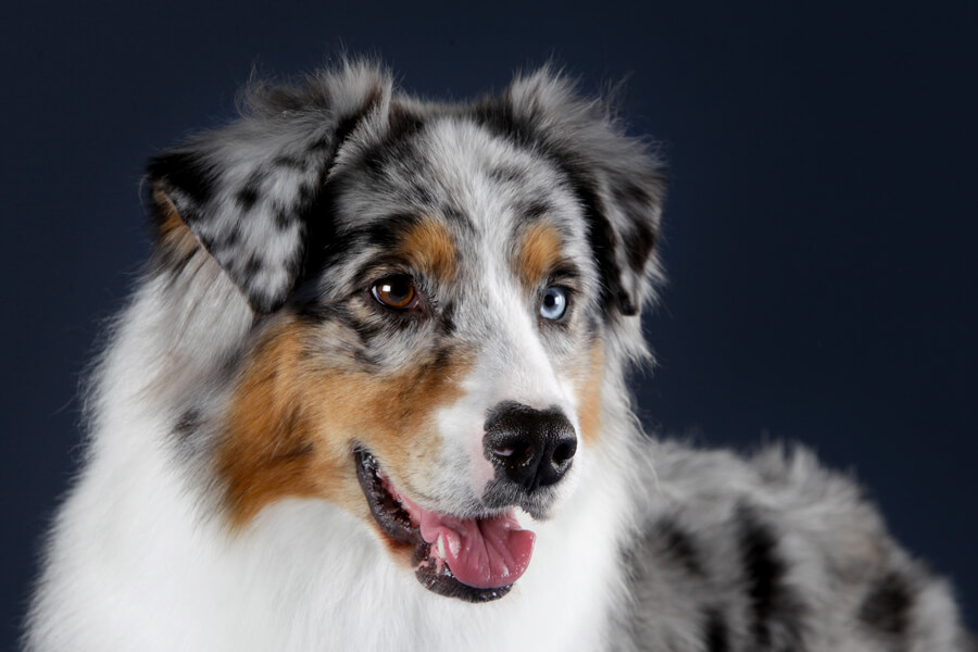 犬の目のカラーバリエーションは7種類
