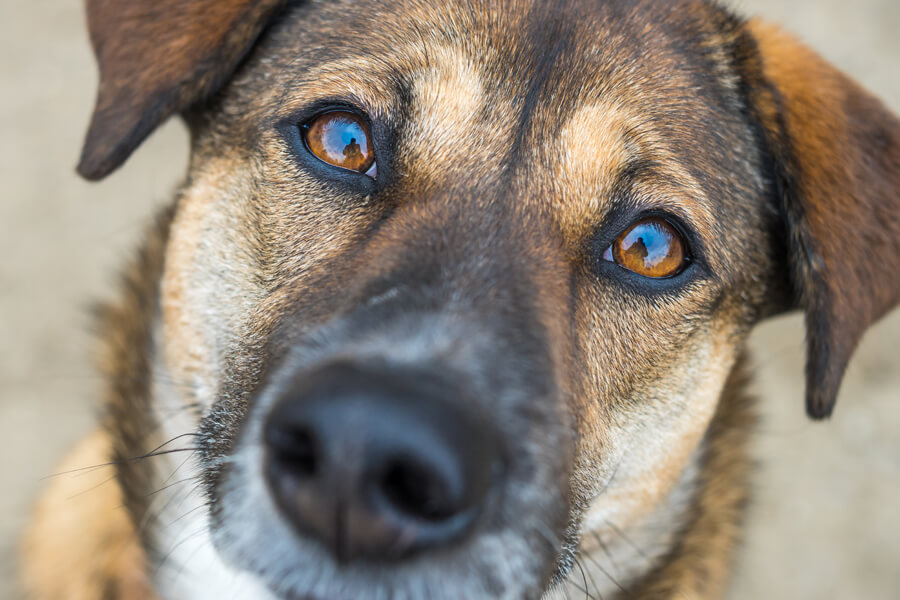 犬の目の色や形はどんな種類がある 犬種やオッドアイについてもご紹介 わんこラボ