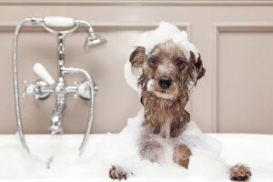 愛犬のシャンプーは自宅でできる!犬が嫌がらない方法とは?