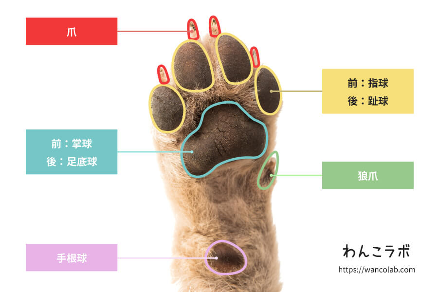 犬の肉球は何のためにあるの ケアの仕方や肉球の役割について わんこラボ