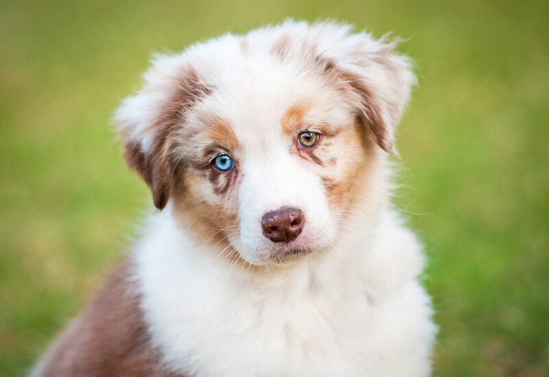 犬の目の形や色は種類が豊富 代表的な色から神秘的なカラーを持つ犬種