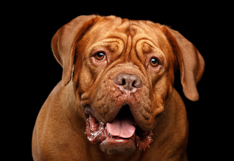 犬の目の形や色は種類が豊富 代表的な色から神秘的なカラーを持つ犬種たち わんこラボ