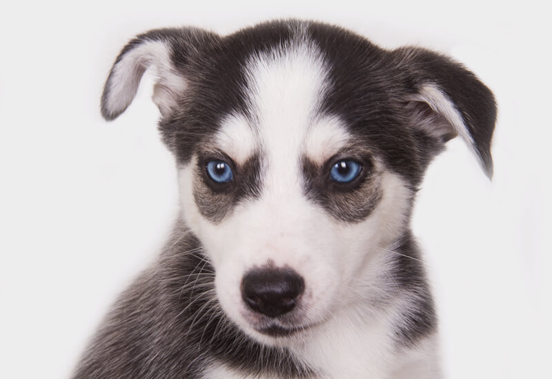 犬の目の形や色は種類が豊富 代表的な色から神秘的なカラーを持つ犬種たち わんこラボ