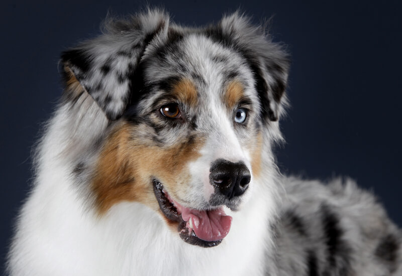 犬の目の形や色は種類が豊富 代表的な色から神秘的なカラーを持つ犬種