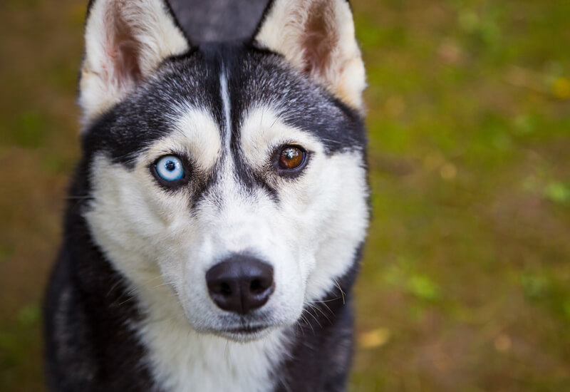 犬の目の形や色は種類が豊富 代表的な色から神秘的なカラーを持つ犬種たち わんこラボ
