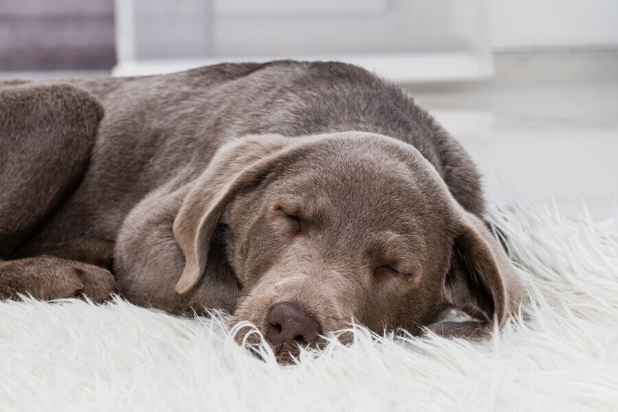 犬がいびきをかく原因は 犬がいびきをかく６つの理由と対処法 わんこラボ