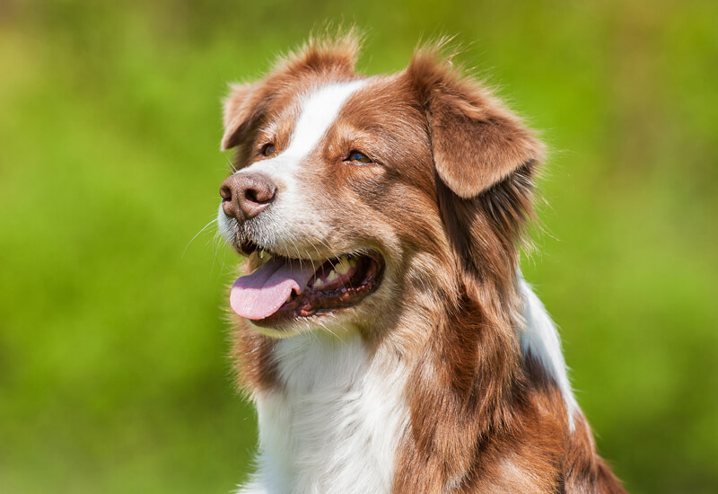 愛犬と楽しむドッグスポーツ入門編 競技の種類総まとめ わんこラボ