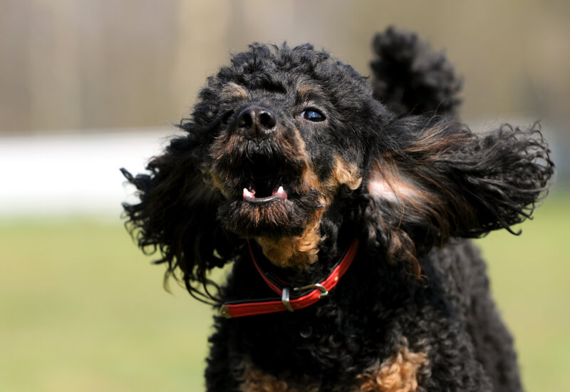 愛犬のしつけ 犬が吠える理由と無駄吠え対策 わんこラボ